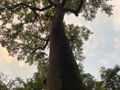 -西湖风景区十里琅珰-五云山