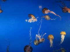 -太平洋海底世界