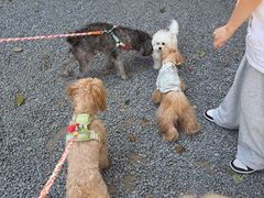 -J Create城市露营咖啡·简餐·宠物(上海动物园店)