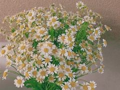 -双季花艺园艺市场(浦东店)