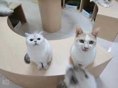 -鼓捣猫呢主题猫咖店