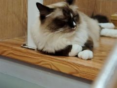 -MOCHA明星猫咖(田子坊店)