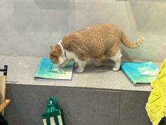 -伟伟宠物医院·CT影像中心·瑞派犬猫综合性门诊(汉口总院)
