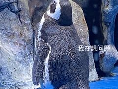 -青岛海底世界-水族馆