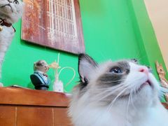 -李小姐の猫咖啡馆(五角场店)