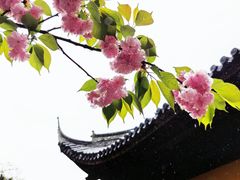 -龙华寺