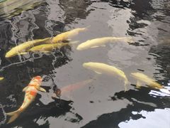 -湖鲜楼