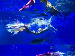 -海合安武汉极地海洋公园