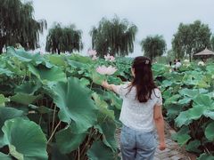 -白洋淀景区