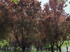 -唐城墙遗址公园