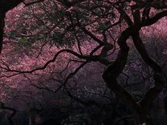 -杭州植物园