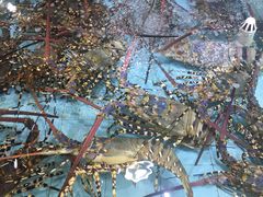 -渔民新村(番禺总店)