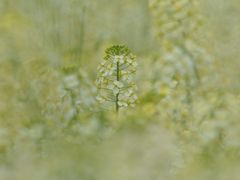 -中国天府农业博览园