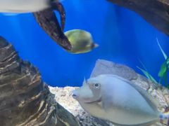 -烟台海昌鲸鲨海洋公园