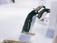 -芜湖新华联大白鲸海洋公园