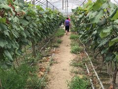 -马陆小张葡萄园农家乐