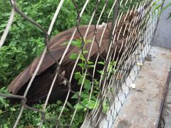 -辛玛王国游乐园