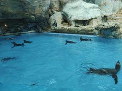 -帝企鹅自助餐厅•儿童岛•真企鹅(长隆企鹅酒店)