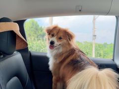 -顺强宠物诊所·狂犬免疫·夜诊·骨科(嘉定店)