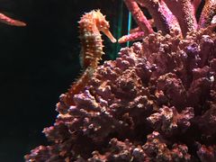 -暹罗海洋世界