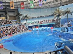 -海合安成都极地海洋公园