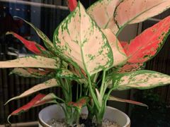 -宴昆山·私房菜(春晖店)