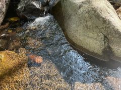 -云岫谷游猎自然风景区