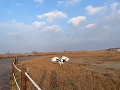 -盐城丹顶鹤湿地生态旅游区