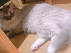 -滚猫咖啡·猫咖·猫友好撸猫(未来城店)