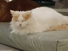 -平行世界·猫咖(首经贸店)