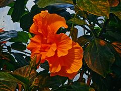 -国家植物园南园