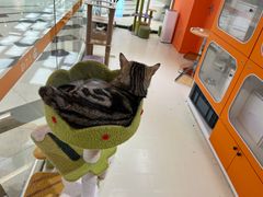 -三花喵·撸猫购宠·宠物生活馆(虹桥南丰城店)