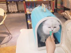 -糯米喵星人总部直营旗舰店·猫舍·幼猫出售