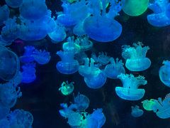 -海合安成都极地海洋公园