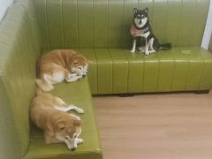 -是阿柴呀！柴犬咖啡·爱喵喵猫咖