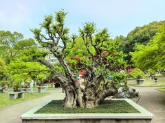 -南京古林公园