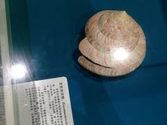 -青岛贝壳博物馆