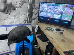 -仙蘑洞