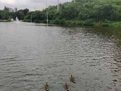 -前关湿地公园