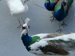 -西双版纳原始森林公园
