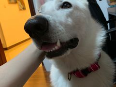 -宠物之家Pets Home 宠物寄养酒店