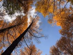 -塞罕坝国家级自然保护区