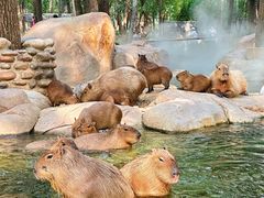 -北京野生动物园