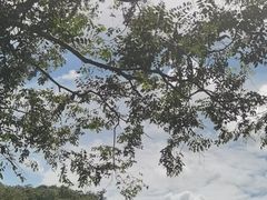 -野象谷景区