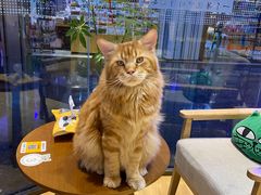 -藏猫猫咖啡主题馆(中央大道店)