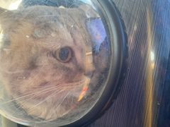 -瑞鹏宠物医院·宠保定点·心脏科·内科(御桥分院)