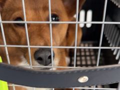 -顺强宠物诊所·狂犬免疫·夜诊·骨科(嘉定店)