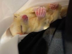 -Moni星球萌宠·小马宝莉·灵蛇·高端高阶全萌宠互动体验俱乐部(红豆国际广场店)