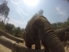 -Elephant Care & Grand Canyon Jumping
