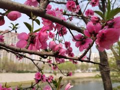 -桃花堤公园